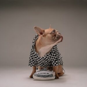 Orthopedic Pet Bed